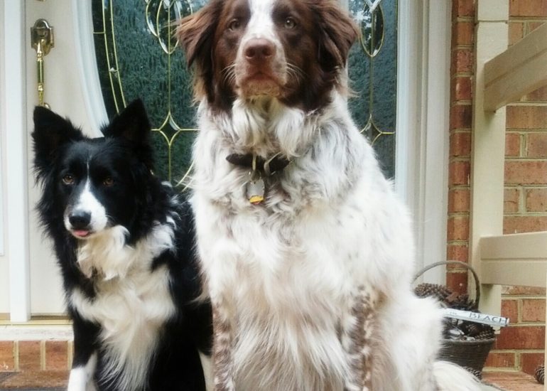 border collies